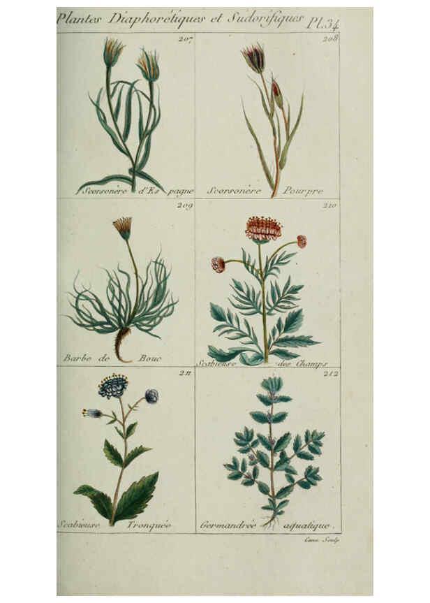 Reproducción/Reproduction 6103449491: Plantes usuelles, indigènes et exotiques Paris :Duprat-Duverger,1809