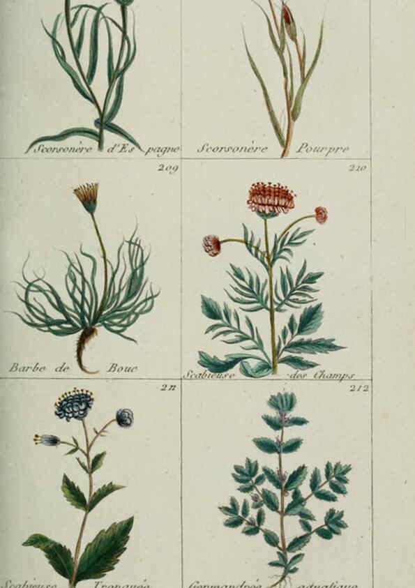Reproducción/Reproduction 6103449491: Plantes usuelles, indigènes et exotiques Paris :Duprat-Duverger,1809