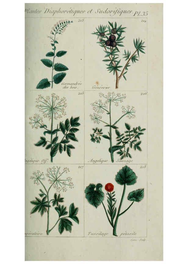 Reproducción/Reproduction 6103449713: Plantes usuelles, indigènes et exotiques Paris :Duprat-Duverger,1809