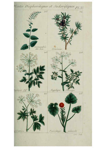 Reproducción/Reproduction 6103449713: Plantes usuelles, indigènes et exotiques Paris :Duprat-Duverger,1809