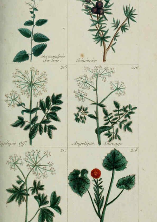 Reproducción/Reproduction 6103449713: Plantes usuelles, indigènes et exotiques Paris :Duprat-Duverger,1809