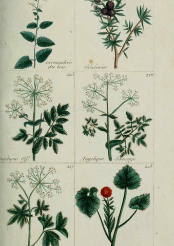 Reproducción/Reproduction 6103449713: Plantes usuelles, indigènes et exotiques Paris :Duprat-Duverger,1809