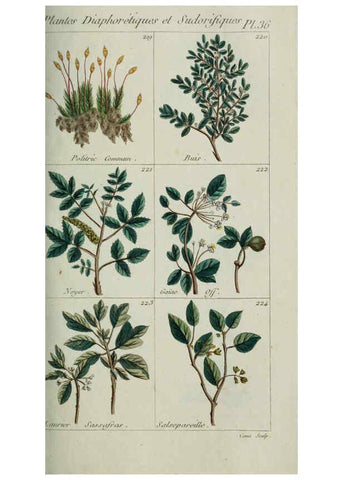Reproducción/Reproduction 6103449919: Plantes usuelles, indigènes et exotiques Paris :Duprat-Duverger,1809