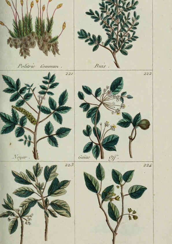 Reproducción/Reproduction 6103449919: Plantes usuelles, indigènes et exotiques Paris :Duprat-Duverger,1809