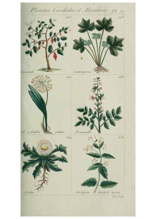 Reproducción/Reproduction 6103997614: Plantes usuelles, indigènes et exotiques Paris :Duprat-Duverger,1809