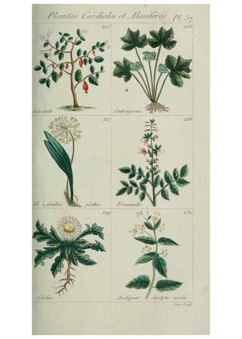 Reproducción/Reproduction 6103997614: Plantes usuelles, indigènes et exotiques Paris :Duprat-Duverger,1809
