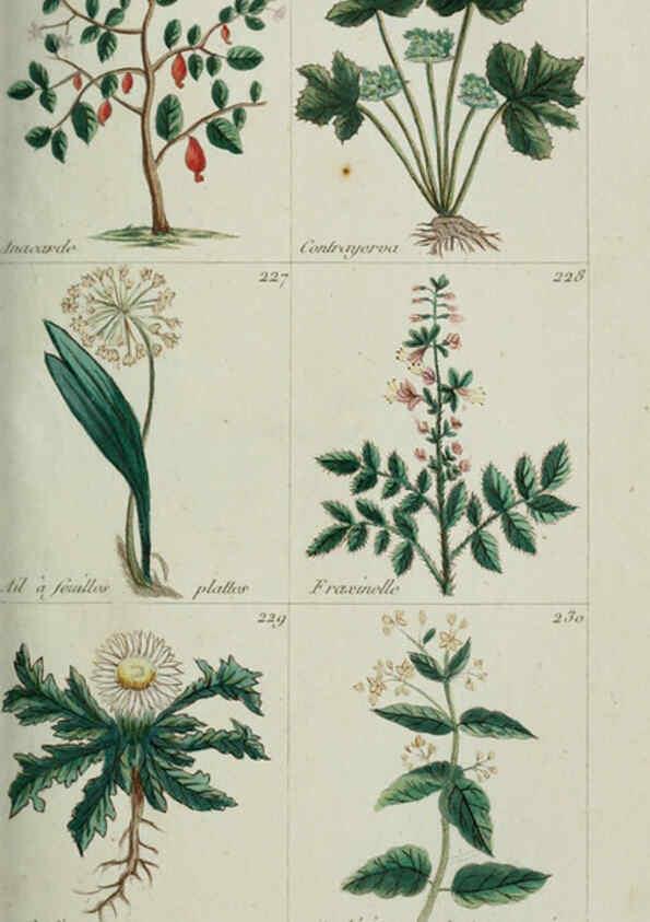 Reproducción/Reproduction 6103997614: Plantes usuelles, indigènes et exotiques Paris :Duprat-Duverger,1809