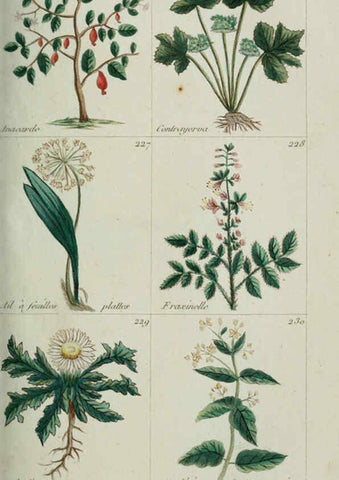 Reproducción/Reproduction 6103997614: Plantes usuelles, indigènes et exotiques Paris :Duprat-Duverger,1809