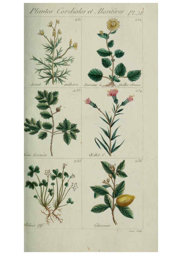 Reproducción/Reproduction 6103997862: Plantes usuelles, indigènes et exotiques Paris :Duprat-Duverger,1809
