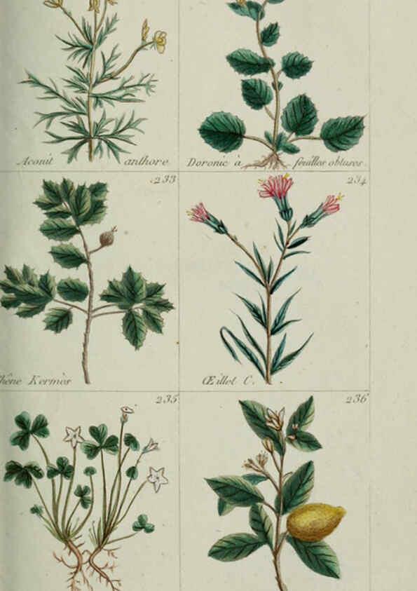 Reproducción/Reproduction 6103997862: Plantes usuelles, indigènes et exotiques Paris :Duprat-Duverger,1809