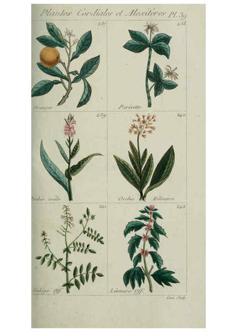 Reproducción/Reproduction 6103998178: Plantes usuelles, indigènes et exotiques Paris :Duprat-Duverger,1809