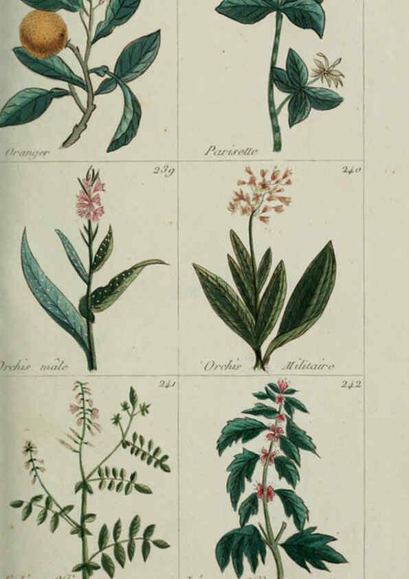 Reproducción/Reproduction 6103998178: Plantes usuelles, indigènes et exotiques Paris :Duprat-Duverger,1809