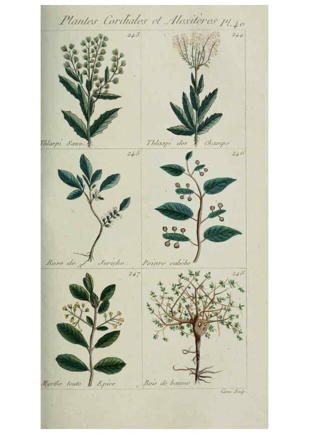 Reproducción/Reproduction 6103450963: Plantes usuelles, indigènes et exotiques Paris :Duprat-Duverger,1809
