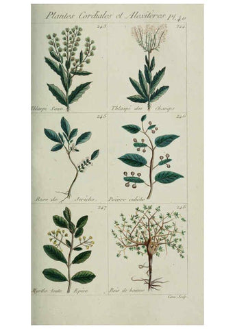 Reproducción/Reproduction 6103450963: Plantes usuelles, indigènes et exotiques Paris :Duprat-Duverger,1809