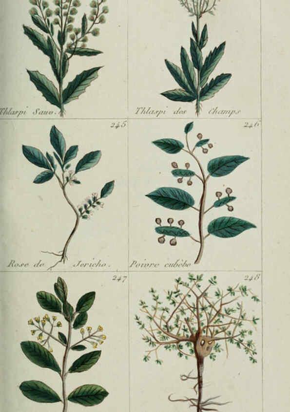 Reproducción/Reproduction 6103450963: Plantes usuelles, indigènes et exotiques Paris :Duprat-Duverger,1809