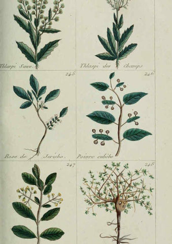 Reproducción/Reproduction 6103450963: Plantes usuelles, indigènes et exotiques Paris :Duprat-Duverger,1809