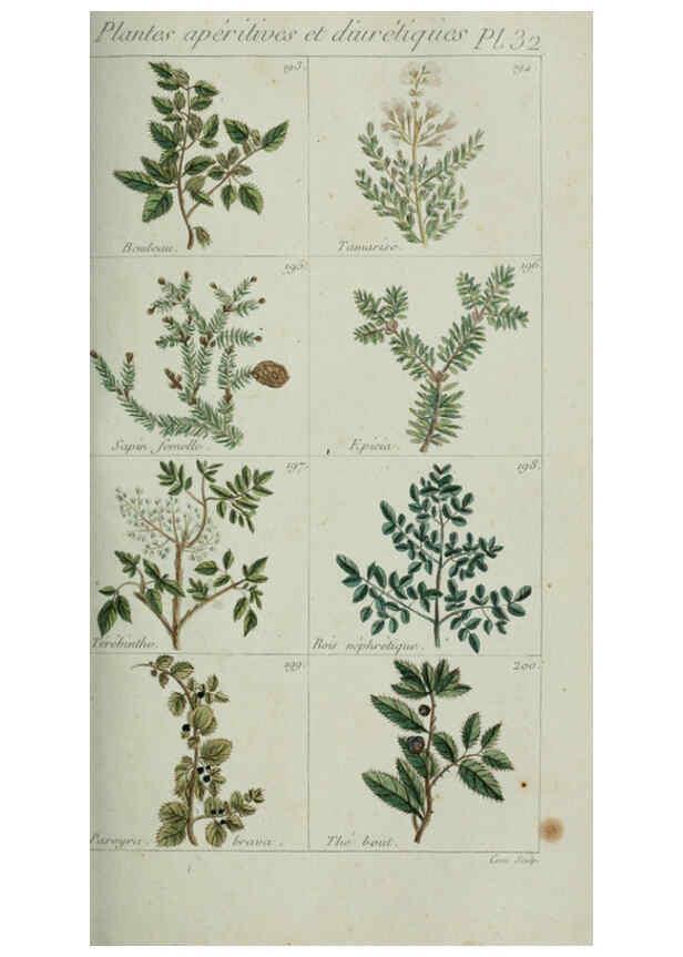 Reproducción/Reproduction 6103448773: Plantes usuelles, indigènes et exotiques Paris :Duprat-Duverger,1809
