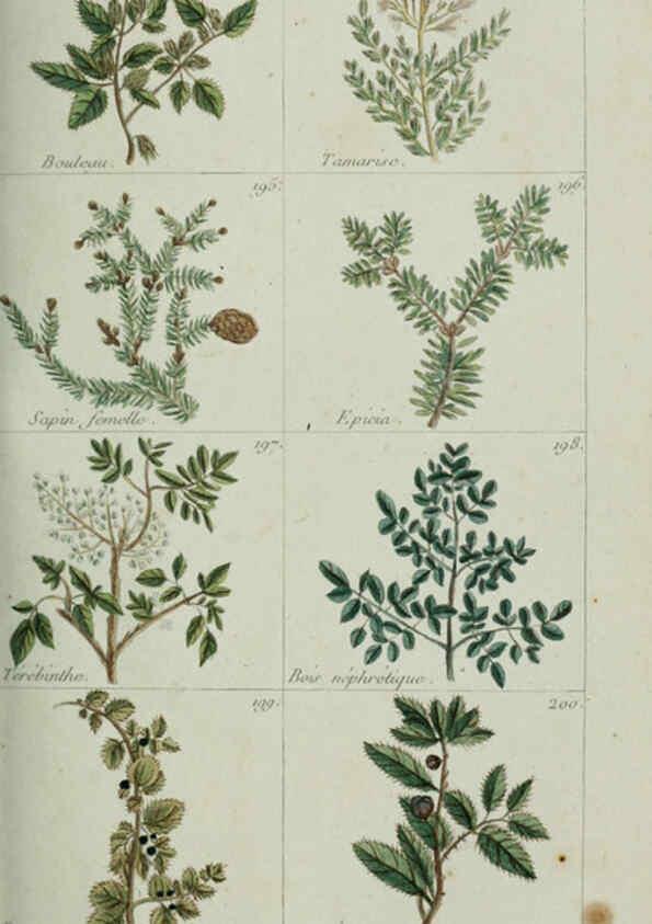 Reproducción/Reproduction 6103448773: Plantes usuelles, indigènes et exotiques Paris :Duprat-Duverger,1809