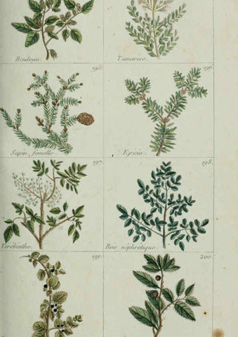 Reproducción/Reproduction 6103448773: Plantes usuelles, indigènes et exotiques Paris :Duprat-Duverger,1809
