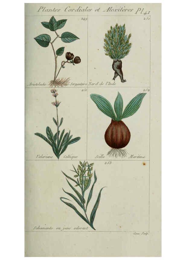 Reproducción/Reproduction 6103451199: Plantes usuelles, indigènes et exotiques Paris :Duprat-Duverger,1809