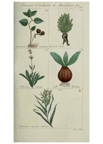Reproducción/Reproduction 6103451199: Plantes usuelles, indigènes et exotiques Paris :Duprat-Duverger,1809