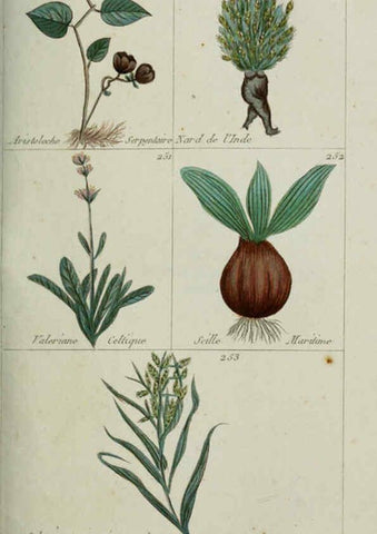 Reproducción/Reproduction 6103451199: Plantes usuelles, indigènes et exotiques Paris :Duprat-Duverger,1809