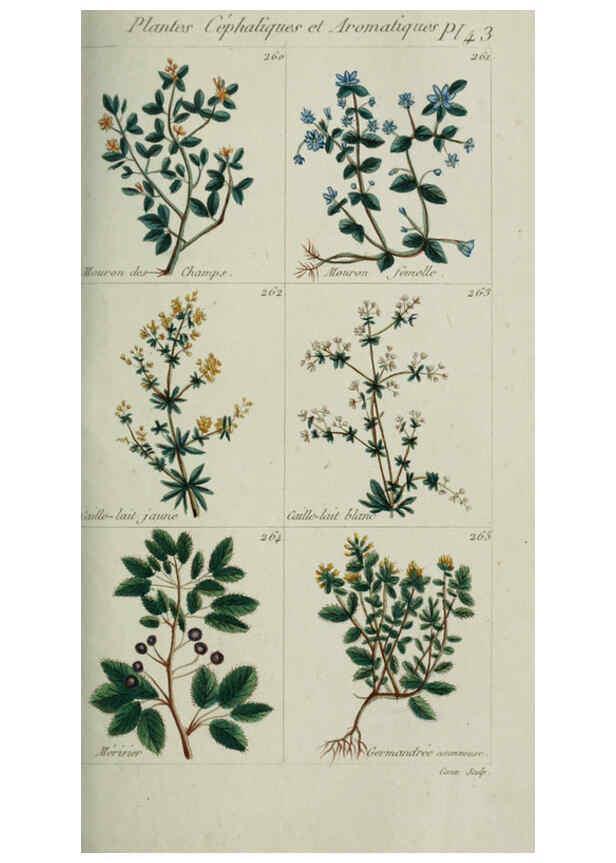 Reproducción/Reproduction 6103999326: Plantes usuelles, indigènes et exotiques Paris :Duprat-Duverger,1809
