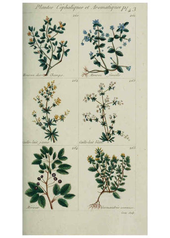 Reproducción/Reproduction 6103999326: Plantes usuelles, indigènes et exotiques Paris :Duprat-Duverger,1809