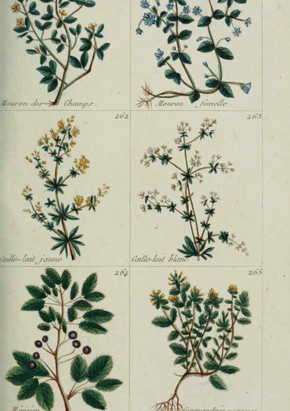 Reproducción/Reproduction 6103999326: Plantes usuelles, indigènes et exotiques Paris :Duprat-Duverger,1809