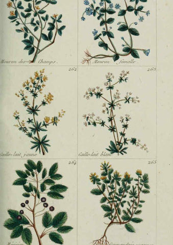 Reproducción/Reproduction 6103999326: Plantes usuelles, indigènes et exotiques Paris :Duprat-Duverger,1809