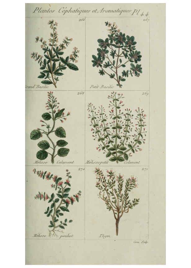 Reproducción/Reproduction 6103452121: Plantes usuelles, indigènes et exotiques Paris :Duprat-Duverger,1809