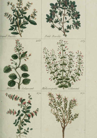 Reproducción/Reproduction 6103452121: Plantes usuelles, indigènes et exotiques Paris :Duprat-Duverger,1809