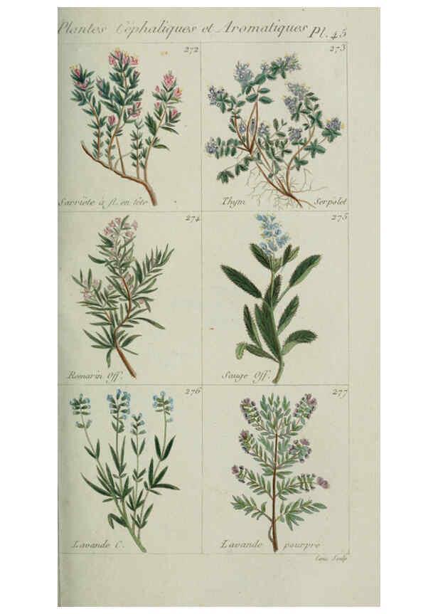 Reproducción/Reproduction 6103452369: Plantes usuelles, indigènes et exotiques Paris :Duprat-Duverger,1809