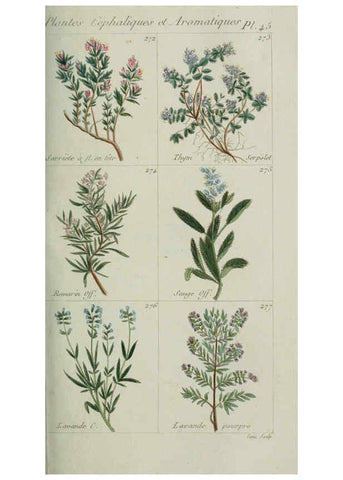 Reproducción/Reproduction 6103452369: Plantes usuelles, indigènes et exotiques Paris :Duprat-Duverger,1809