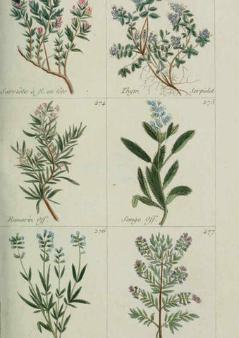 Reproducción/Reproduction 6103452369: Plantes usuelles, indigènes et exotiques Paris :Duprat-Duverger,1809