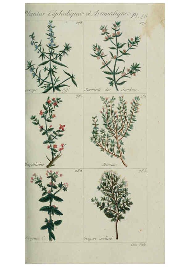 Reproducción/Reproduction 6104000214: Plantes usuelles, indigènes et exotiques Paris :Duprat-Duverger,1809