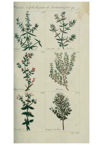 Reproducción/Reproduction 6104000214: Plantes usuelles, indigènes et exotiques Paris :Duprat-Duverger,1809
