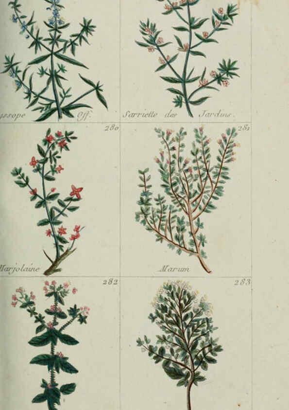 Reproducción/Reproduction 6104000214: Plantes usuelles, indigènes et exotiques Paris :Duprat-Duverger,1809