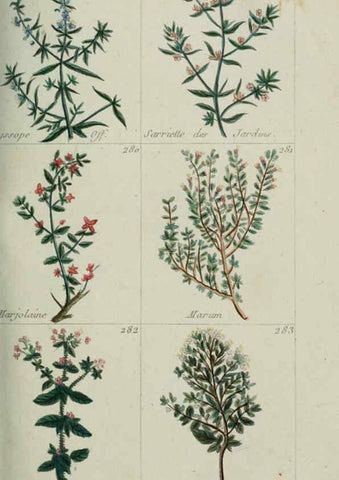 Reproducción/Reproduction 6104000214: Plantes usuelles, indigènes et exotiques Paris :Duprat-Duverger,1809