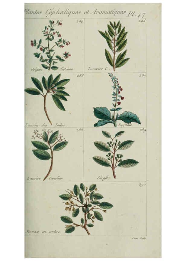 Reproducción/Reproduction 6104000532: Plantes usuelles, indigènes et exotiques Paris :Duprat-Duverger,1809
