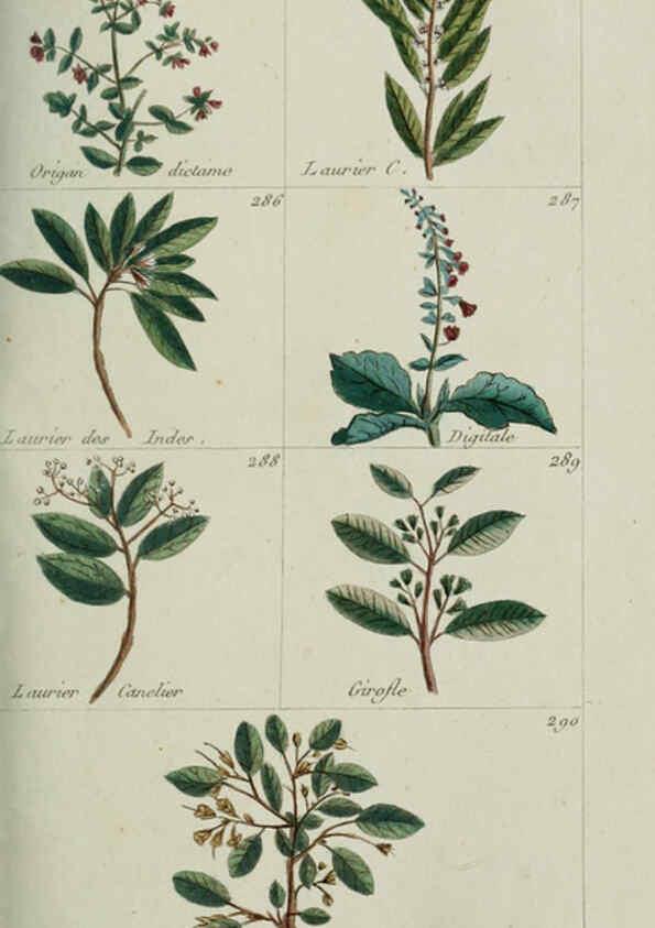 Reproducción/Reproduction 6104000532: Plantes usuelles, indigènes et exotiques Paris :Duprat-Duverger,1809