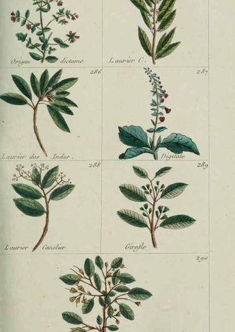 Reproducción/Reproduction 6104000532: Plantes usuelles, indigènes et exotiques Paris :Duprat-Duverger,1809