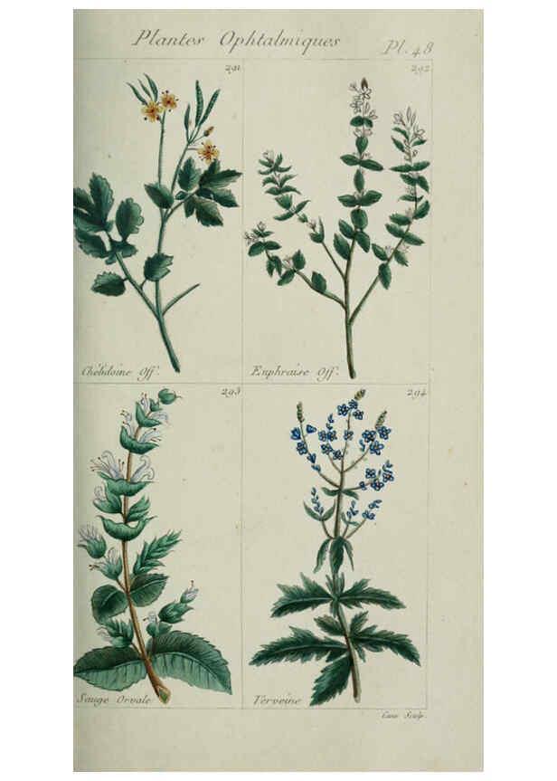 Reproducción/Reproduction 6104000746: Plantes usuelles, indigènes et exotiques Paris :Duprat-Duverger,1809
