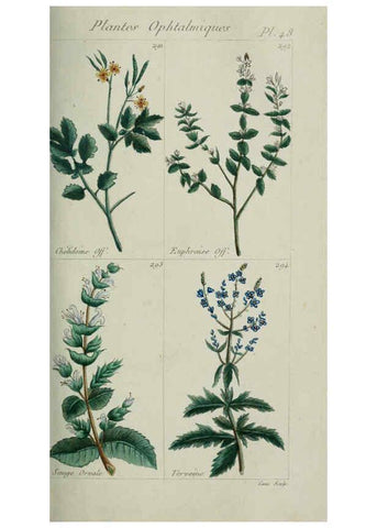 Reproducción/Reproduction 6104000746: Plantes usuelles, indigènes et exotiques Paris :Duprat-Duverger,1809