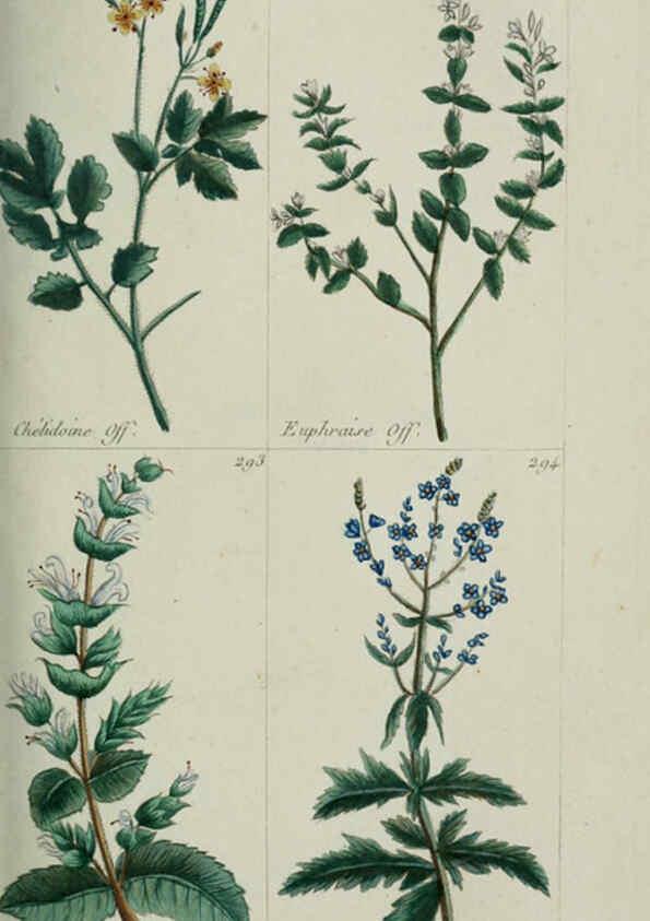 Reproducción/Reproduction 6104000746: Plantes usuelles, indigènes et exotiques Paris :Duprat-Duverger,1809
