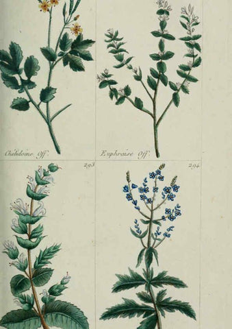 Reproducción/Reproduction 6104000746: Plantes usuelles, indigènes et exotiques Paris :Duprat-Duverger,1809