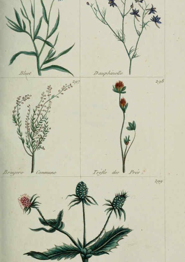 Reproducción/Reproduction 6103453505: Plantes usuelles, indigènes et exotiques Paris :Duprat-Duverger,1809
