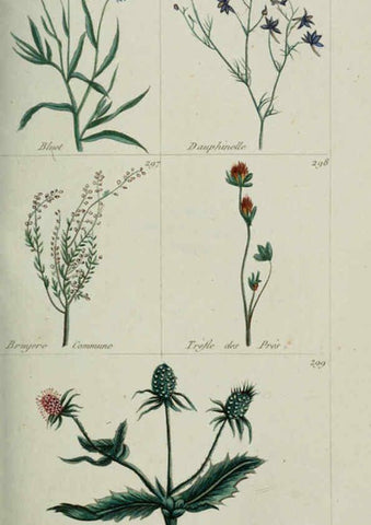 Reproducción/Reproduction 6103453505: Plantes usuelles, indigènes et exotiques Paris :Duprat-Duverger,1809
