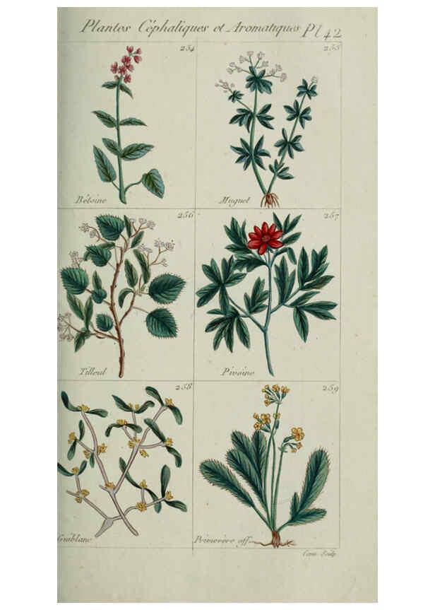 Reproducción/Reproduction 6103451565: Plantes usuelles, indigènes et exotiques Paris :Duprat-Duverger,1809