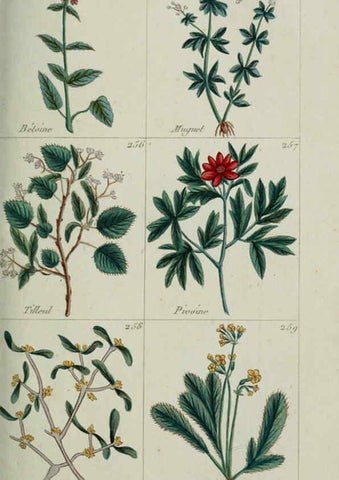 Reproducción/Reproduction 6103451565: Plantes usuelles, indigènes et exotiques Paris :Duprat-Duverger,1809